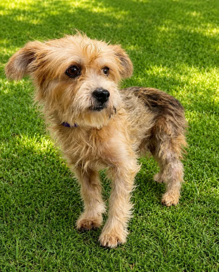 Cachorro raça SRD-ViraLata idade 1 ano nome Yuri