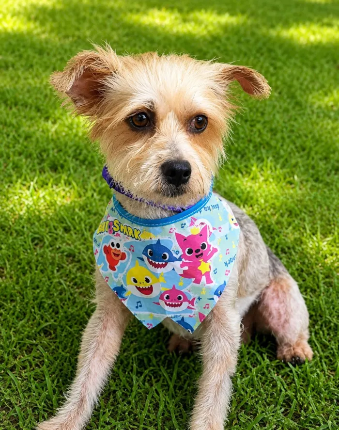 Cachorro raça SRD-ViraLata idade 1 ano nome Yuri