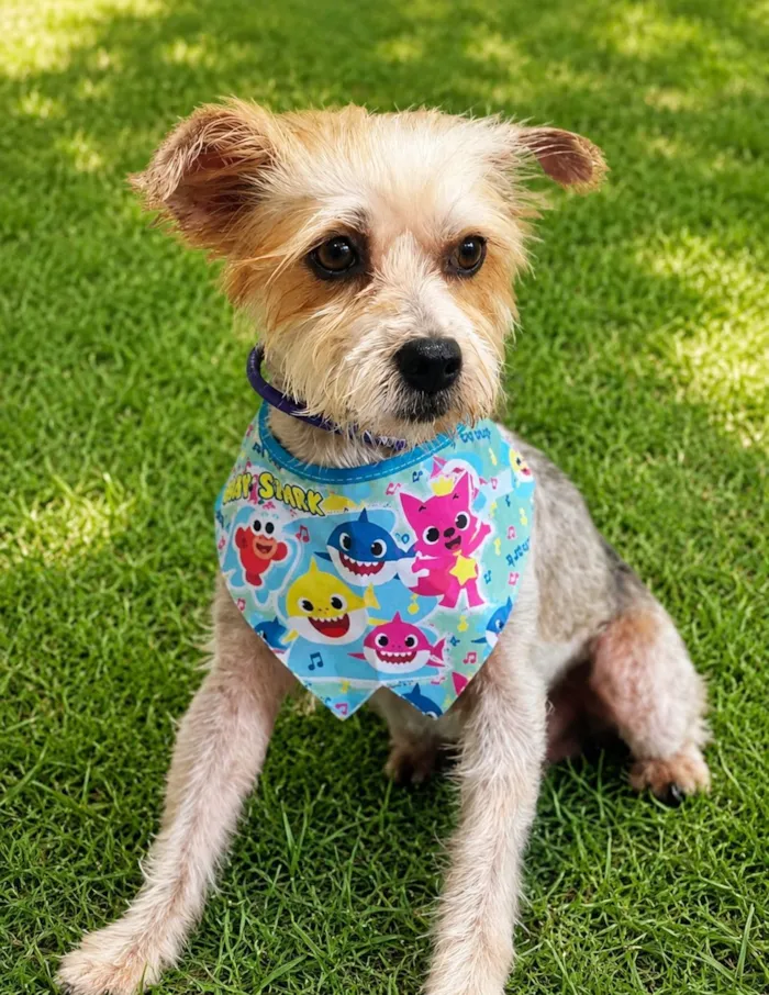 Cachorro raça SRD-ViraLata idade 1 ano nome Yuri