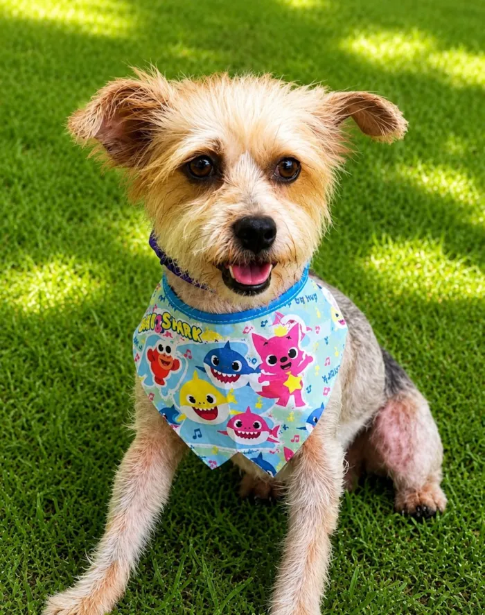 Cachorro raça SRD-ViraLata idade 1 ano nome Yuri