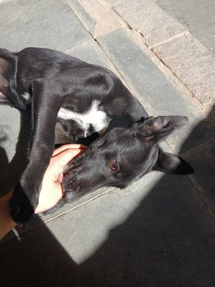 Cachorro raça SRD-ViraLata idade 2 a 6 meses nome Frida