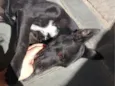 Frida