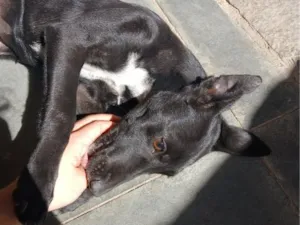 Cachorro raça SRD-ViraLata idade 2 a 6 meses nome Frida