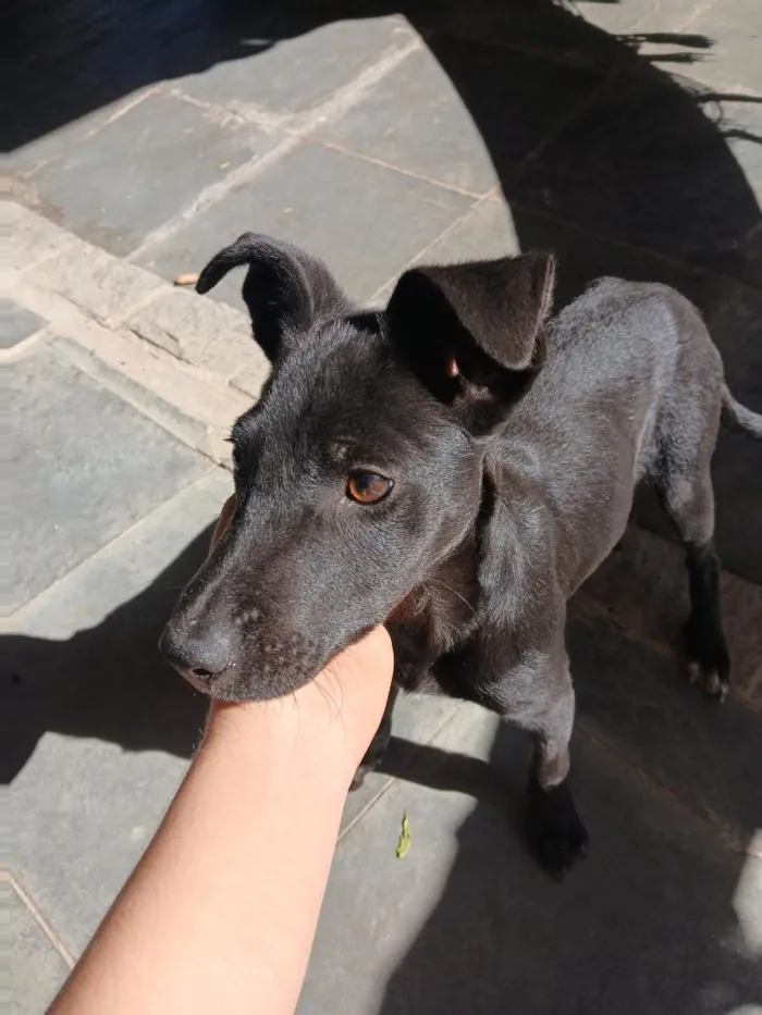 Cachorro raça SRD-ViraLata idade 2 a 6 meses nome Feijão 