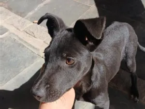 Cachorro raça SRD-ViraLata idade 2 a 6 meses nome Feijão 