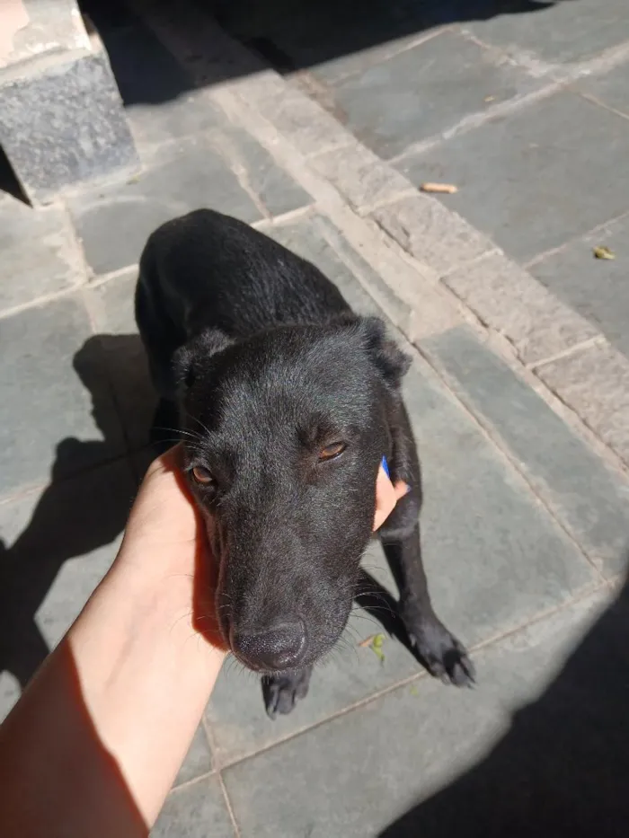 Cachorro raça SRD-ViraLata idade 2 a 6 meses nome Café