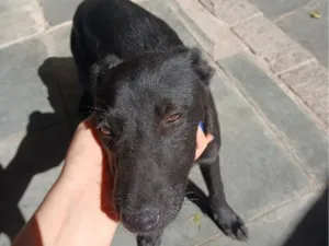 Cachorro raça SRD-ViraLata idade 2 a 6 meses nome Café