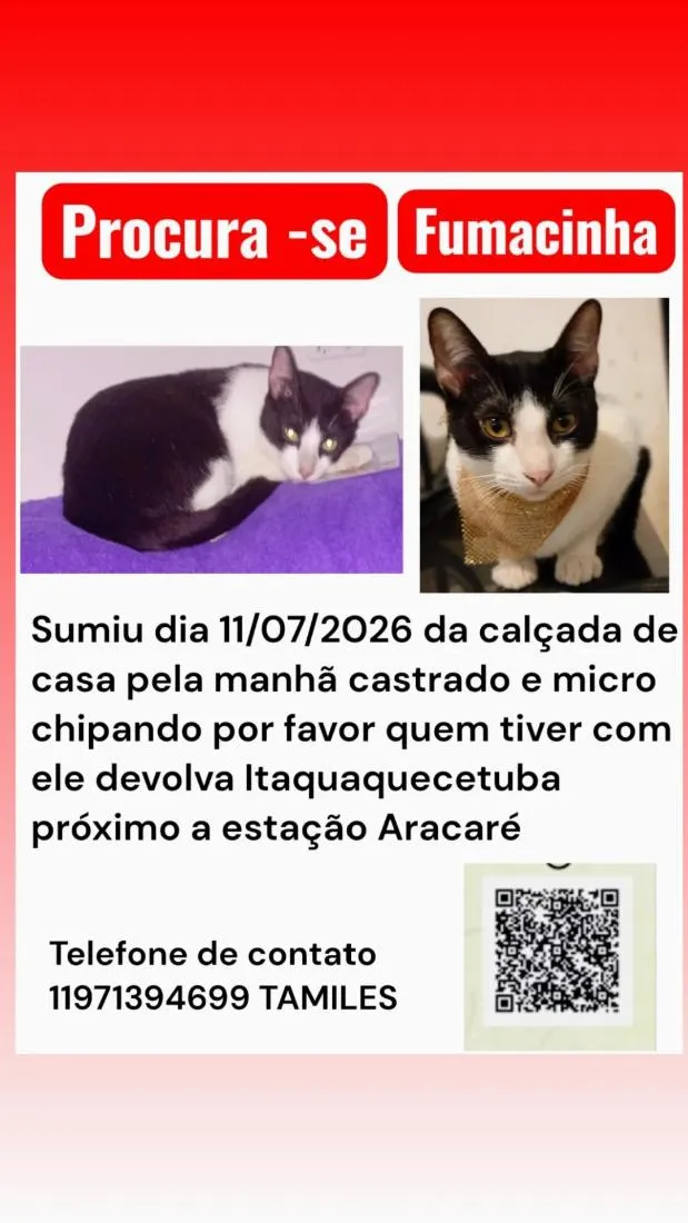 Gato raça SRD-ViraLata idade 2 anos nome Fumacinha