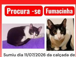 Gato raça SRD-ViraLata idade 2 anos nome Fumacinha