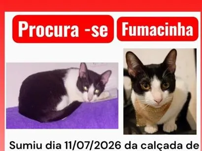 Gato raça SRD-ViraLata idade 2 anos nome Fumacinha