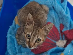Gato raça SRD-ViraLata idade 2 a 6 meses nome Ártemis
