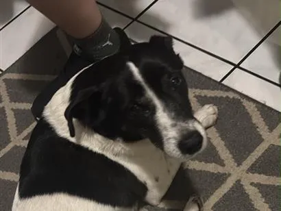 Cachorro raça SRD-ViraLata idade 6 ou mais anos nome Sem nome