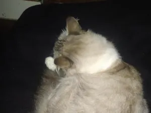 Gato raça Siamês idade 5 anos nome Angela 