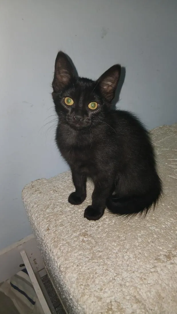Gato raça SRD-ViraLata idade 2 a 6 meses nome Pantera