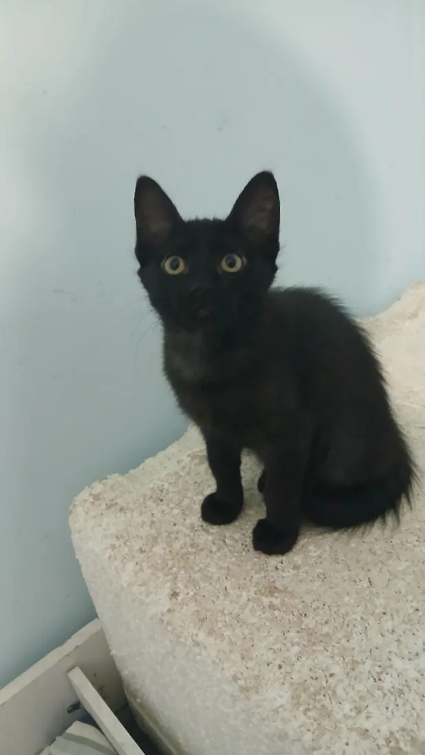 Gato raça SRD-ViraLata idade 2 a 6 meses nome Pantera
