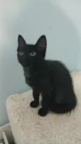 Pantera