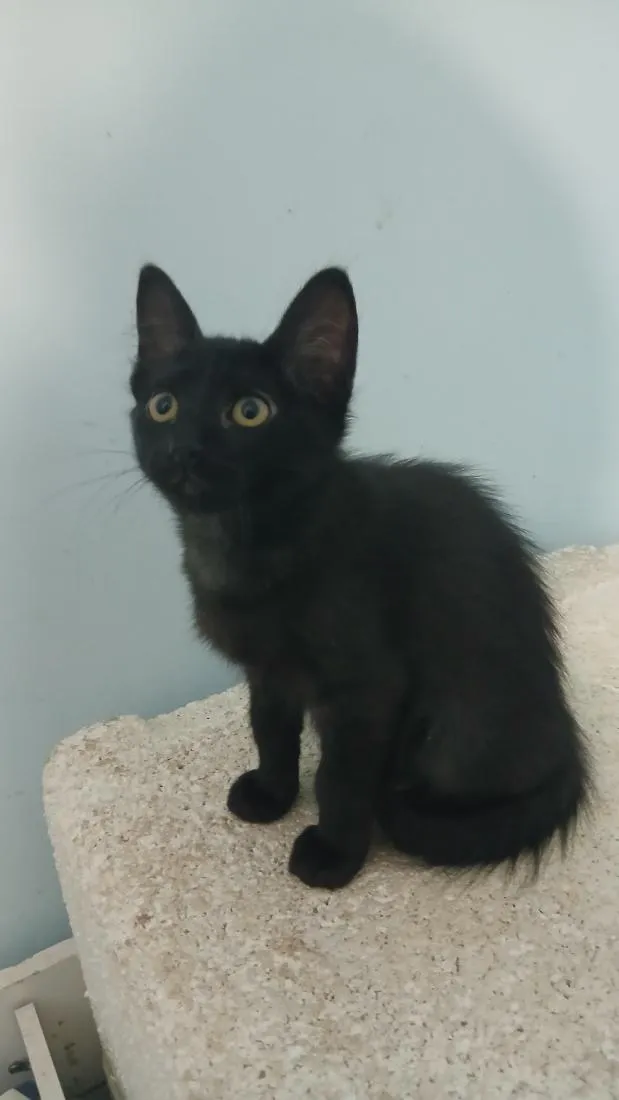 Gato raça SRD-ViraLata idade 2 a 6 meses nome Pantera