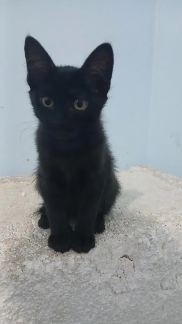 Gato raça SRD-ViraLata idade 2 a 6 meses nome Pantera