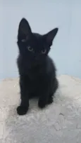 Pantera