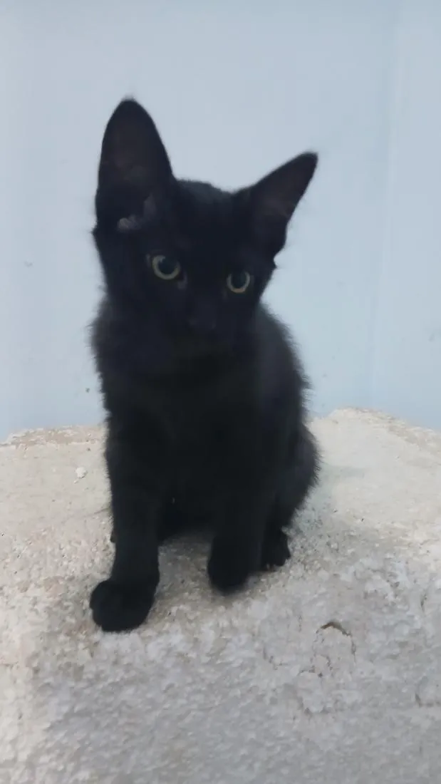 Gato raça SRD-ViraLata idade 2 a 6 meses nome Pantera
