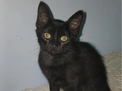 Gato raça SRD-ViraLata idade 2 a 6 meses nome Pantera