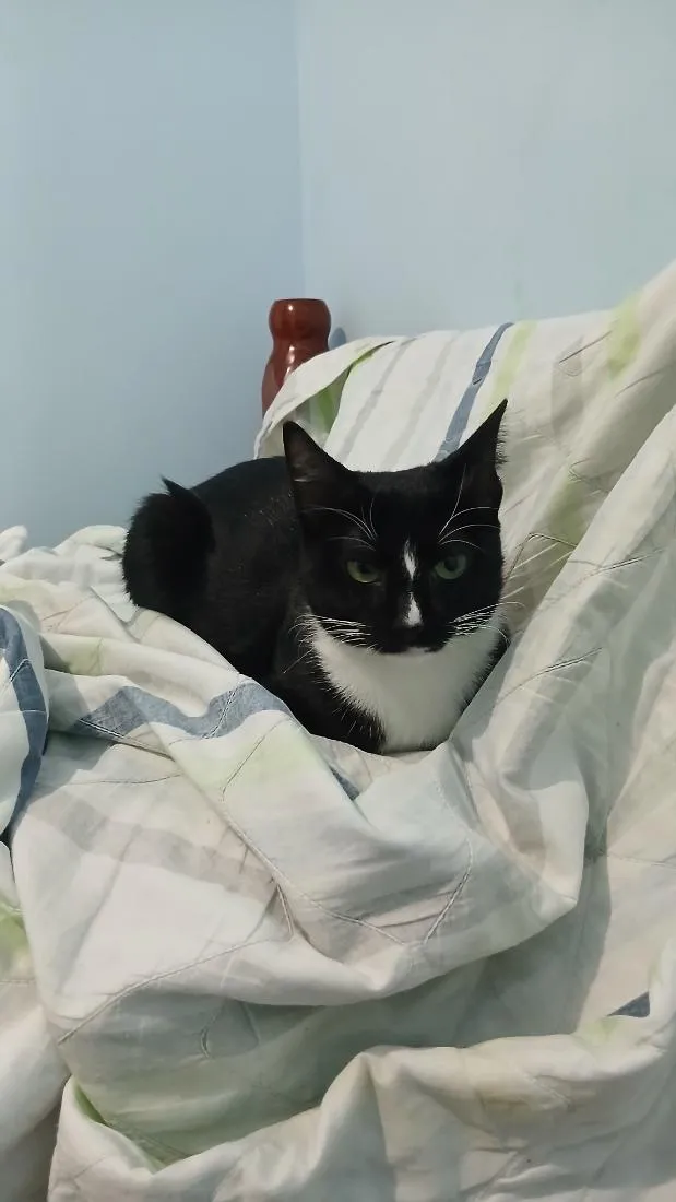 Gato raça SRD-ViraLata idade 7 a 11 meses nome Luna