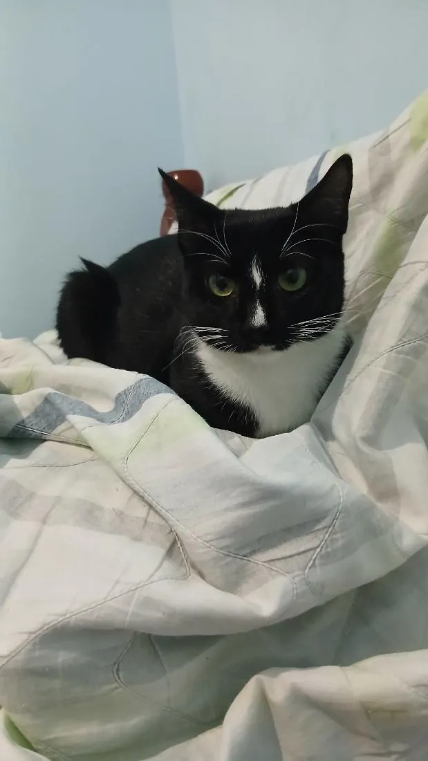 Gato raça SRD-ViraLata idade 7 a 11 meses nome Luna
