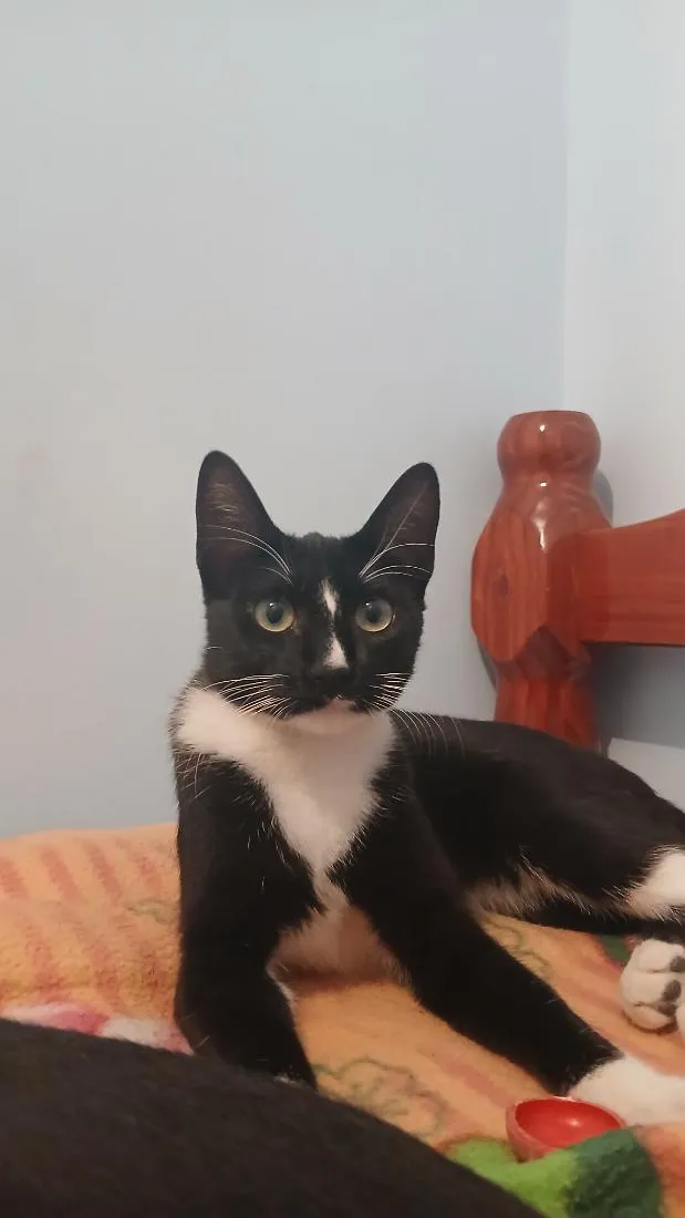 Gato raça SRD-ViraLata idade 7 a 11 meses nome Luna