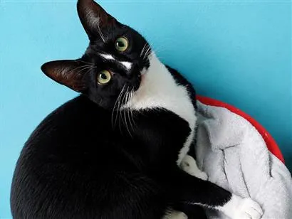 Gato raça SRD-ViraLata idade 7 a 11 meses nome Luna