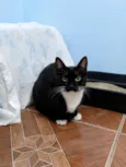 Mel