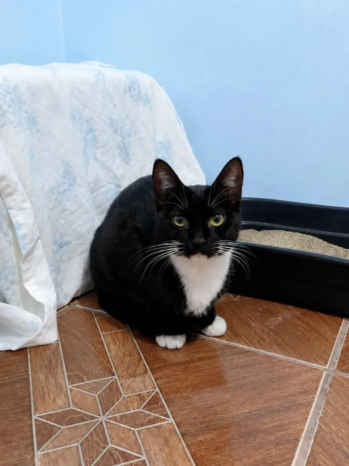 Gato raça SRD-ViraLata idade 7 a 11 meses nome Mel