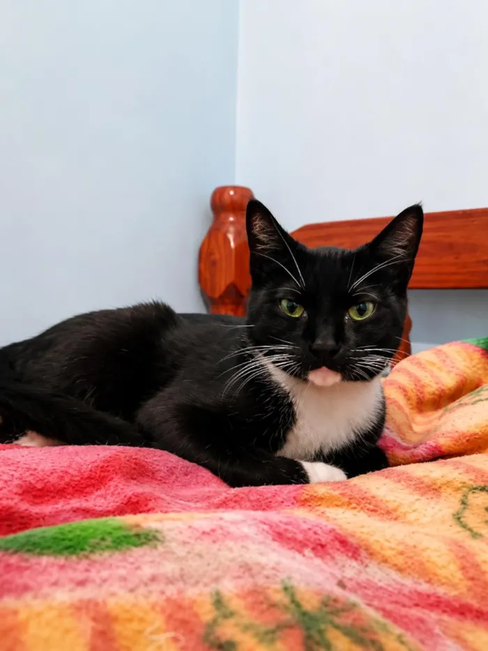 Gato raça SRD-ViraLata idade 7 a 11 meses nome Mel