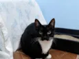Mel