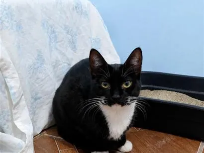 Gato raça SRD-ViraLata idade 7 a 11 meses nome Mel