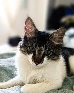 Gato raça SRD-ViraLata idade 2 a 6 meses nome sem nome 