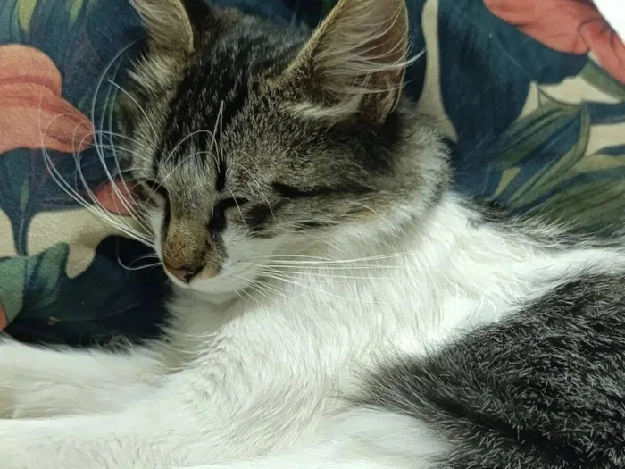 Gato raça SRD-ViraLata idade 2 a 6 meses nome sem nome 
