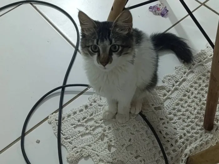 Gato raça SRD-ViraLata idade 2 a 6 meses nome sem nome 