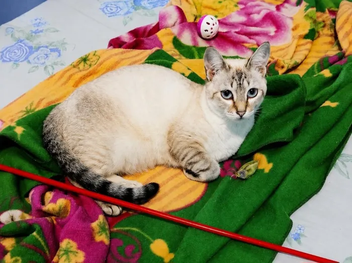 Gato raça SRD-ViraLata idade 7 a 11 meses nome Akira