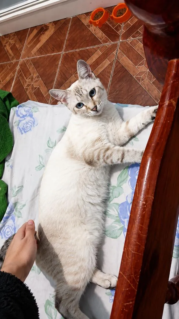 Gato raça SRD-ViraLata idade 7 a 11 meses nome Akira