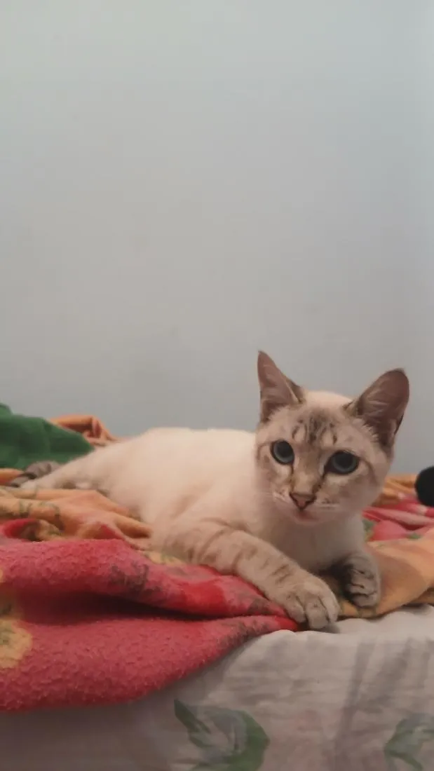 Gato raça SRD-ViraLata idade 7 a 11 meses nome Akira