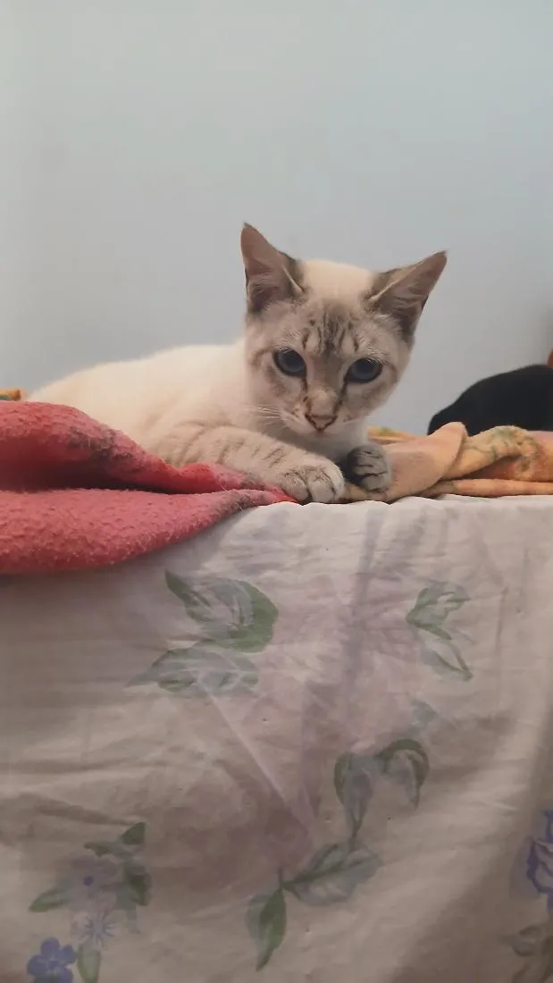 Gato raça SRD-ViraLata idade 7 a 11 meses nome Akira