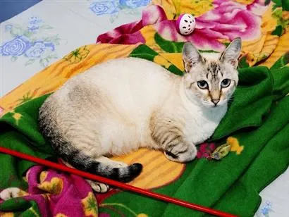 Gato raça SRD-ViraLata idade 7 a 11 meses nome Akira