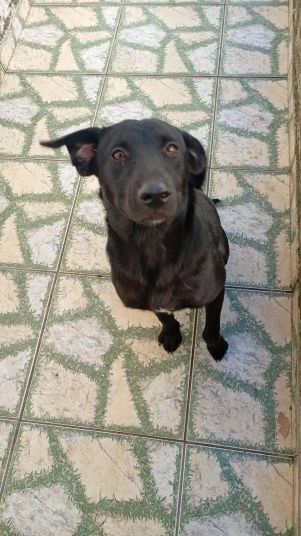 Cachorro raça Labrador idade 1 ano nome negão 