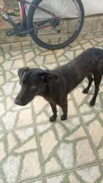 negão 