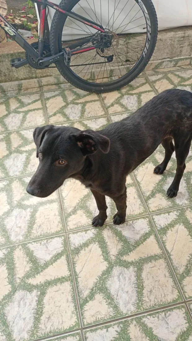 Cachorro raça Labrador idade 1 ano nome negão 