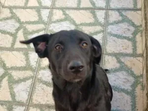 Cachorro raça Labrador idade 1 ano nome negão 