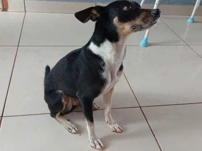 Cachorro raça SRD-ViraLata idade 6 ou mais anos nome meg 