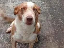 Cachorro raça Border collie e rottweiler idade 3 anos nome luna 