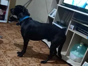 Cachorro raça SRD-ViraLata idade 2 a 6 meses nome Spak 