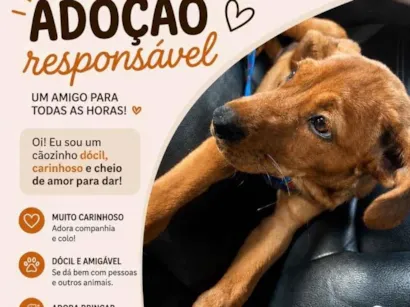 Cachorro raça SRD-ViraLata idade 1 ano nome Simba 